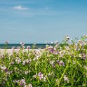 Strand, Natur